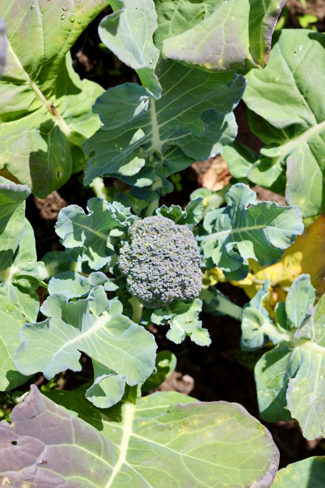 Broccoli
