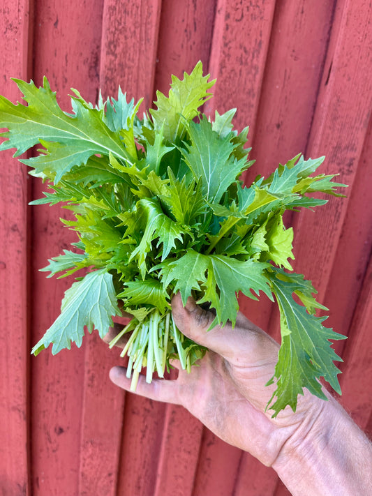 Asiatiska Blad ”Tatsoi” 70g