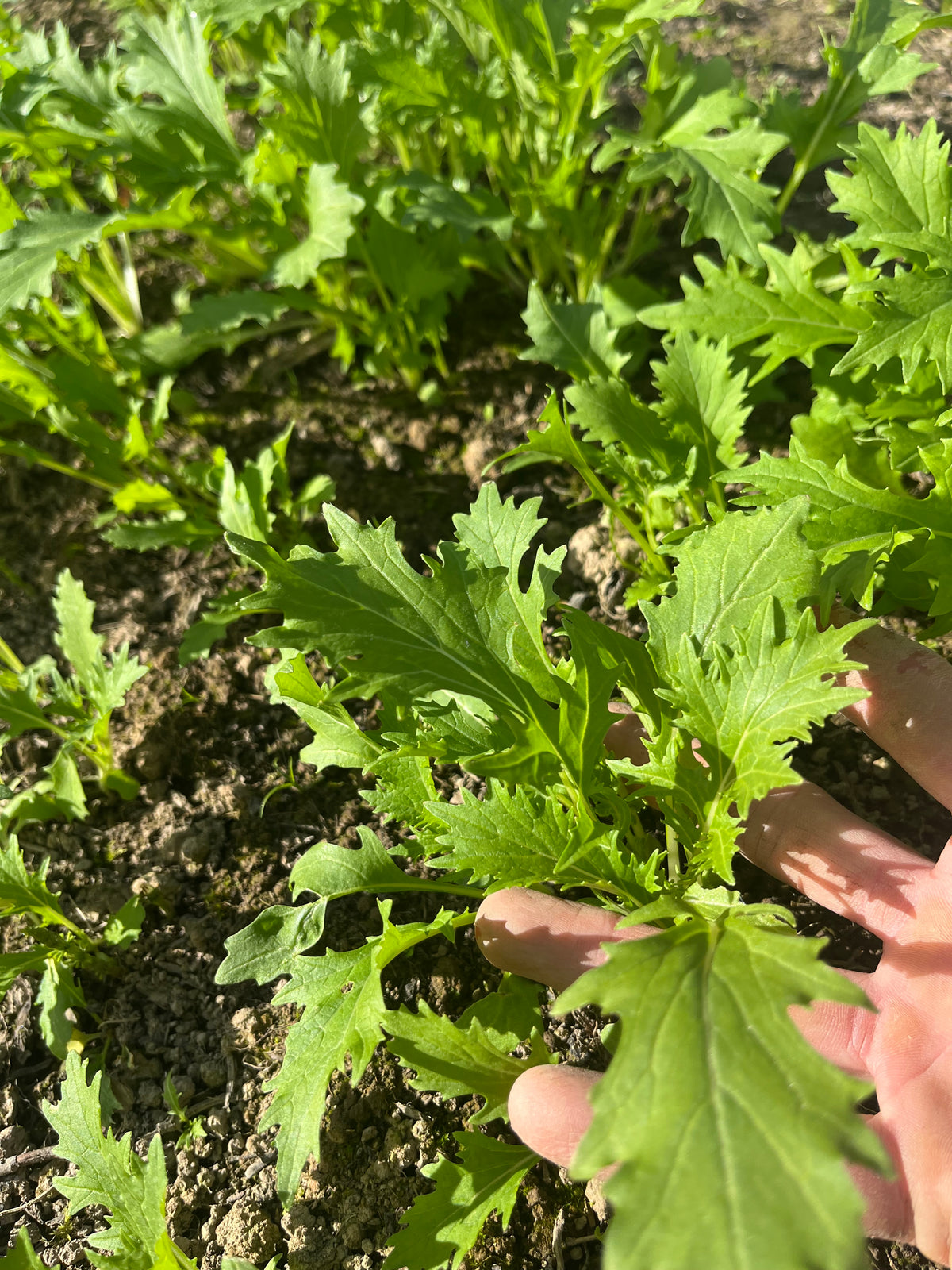 Asiatiska Blad ”Tatsoi” 70g