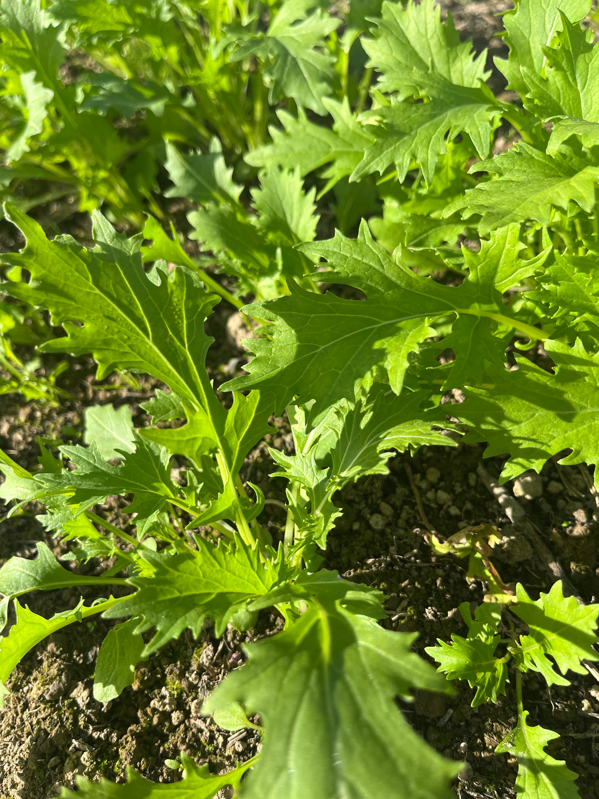 Asiatiska Blad ”Tatsoi” 70g