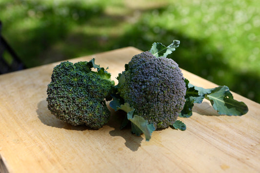Broccoli