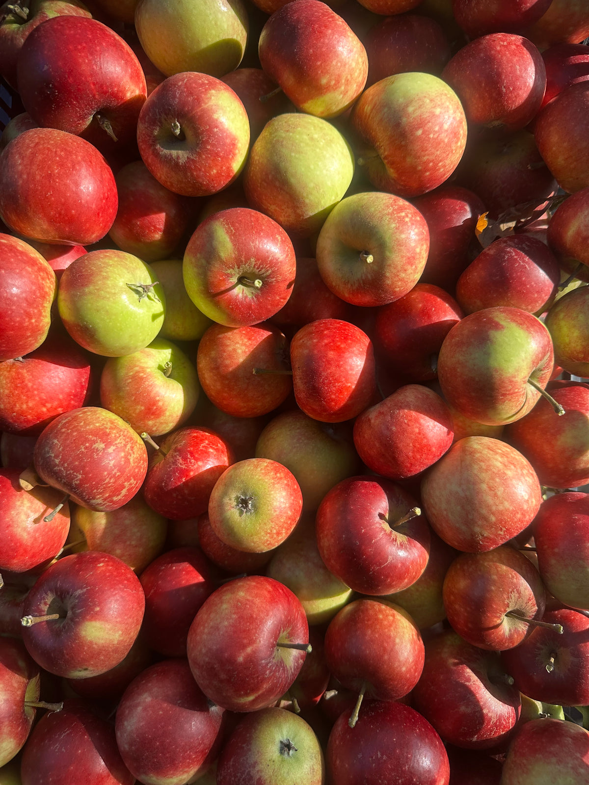 Äpple Ingrid-Marie