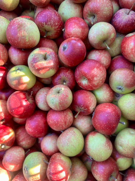 Äpple Ingrid-Marie