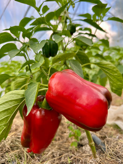 Paprika "King of the North"/"Gloriette"