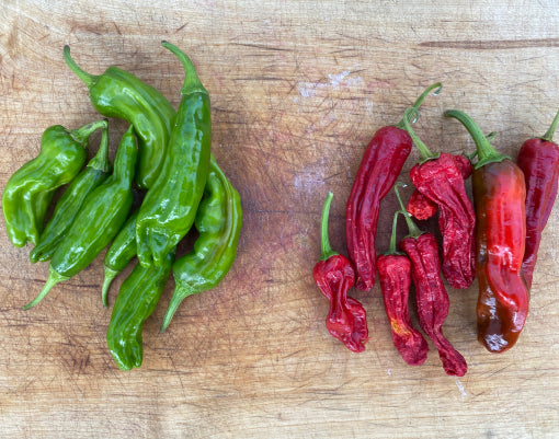 Shishito - Mild chili - Liten exklusiv skörd (7 st)