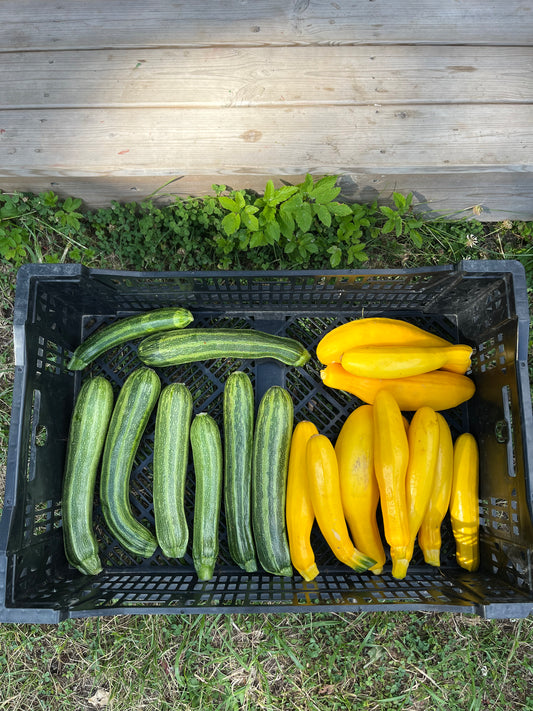 Zucchini/Squash